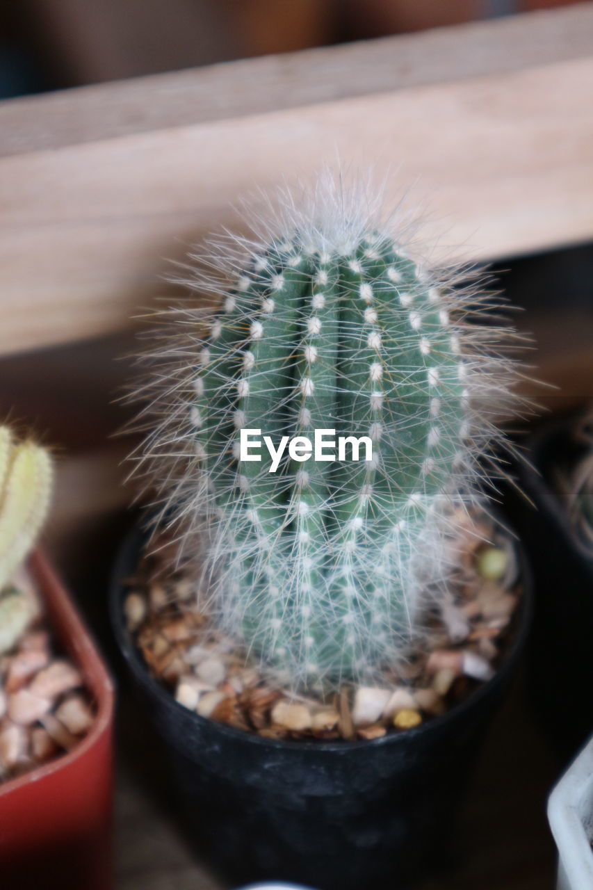 CLOSE-UP OF POTTED CACTUS