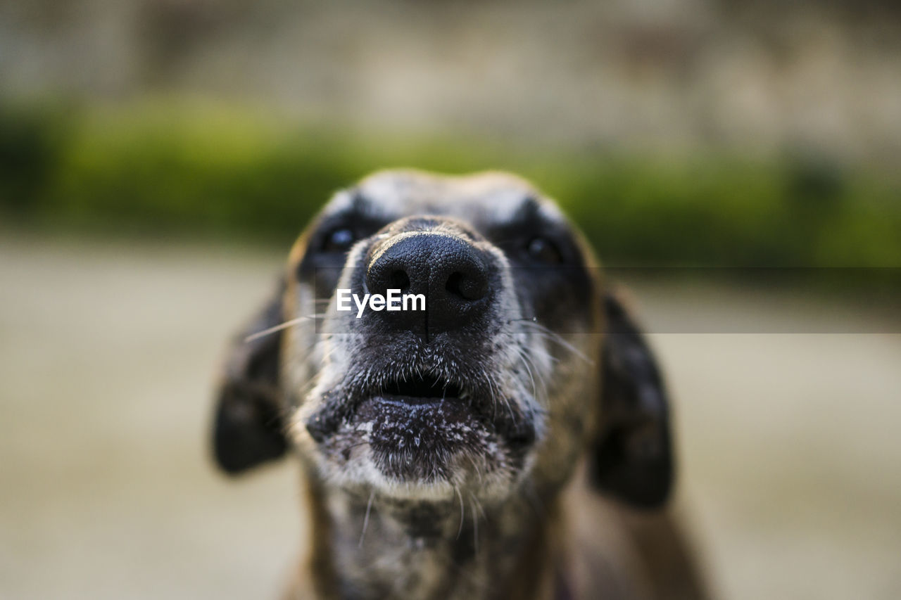 Close-up portrait of a dog