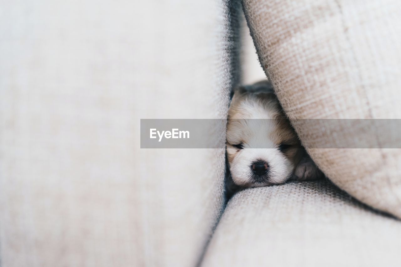 Close-up of puppy sleeping on sofa at home