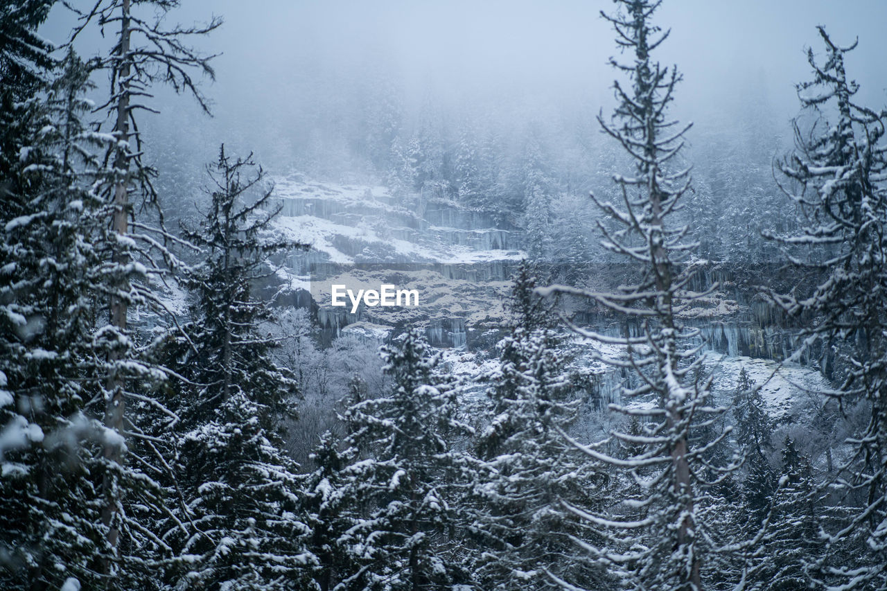 SNOW COVERED TREES IN FOREST