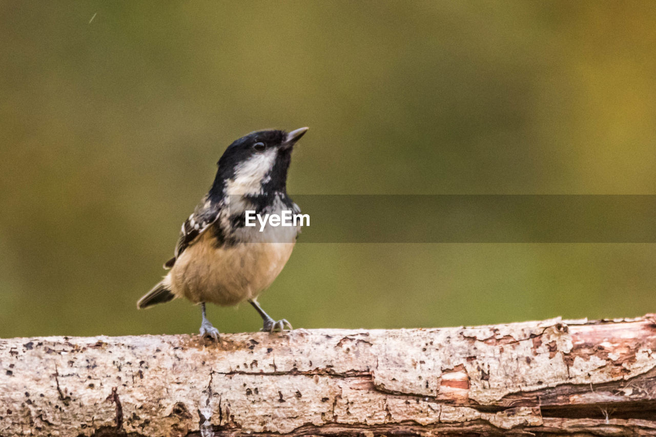 CLOSE-UP OF BIRD PERCHING ON WOOD