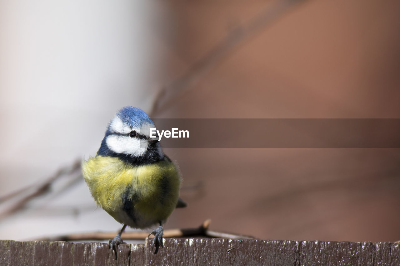 Blue tit on garden fence