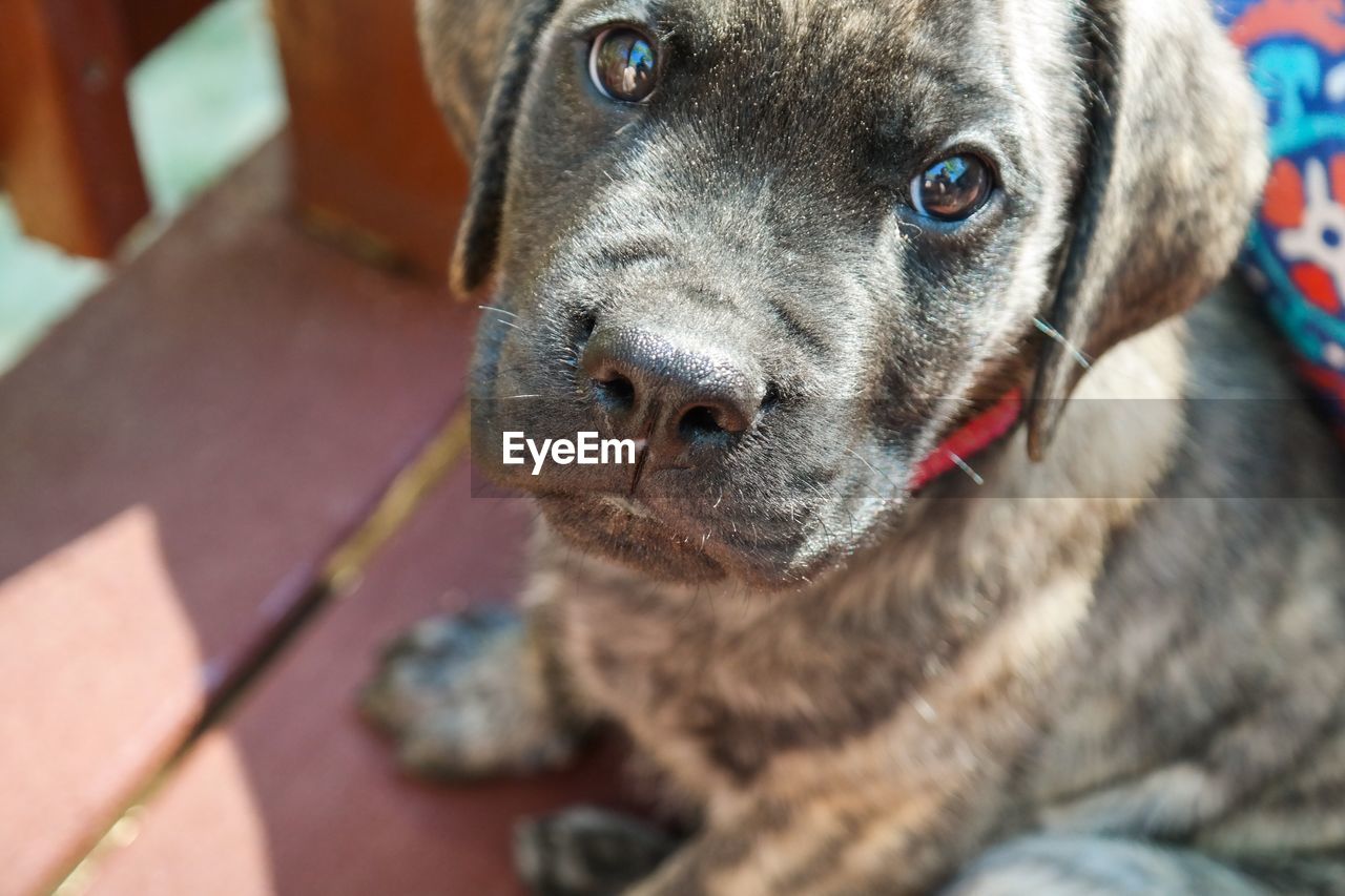 High angle portrait of english mastiff puppy