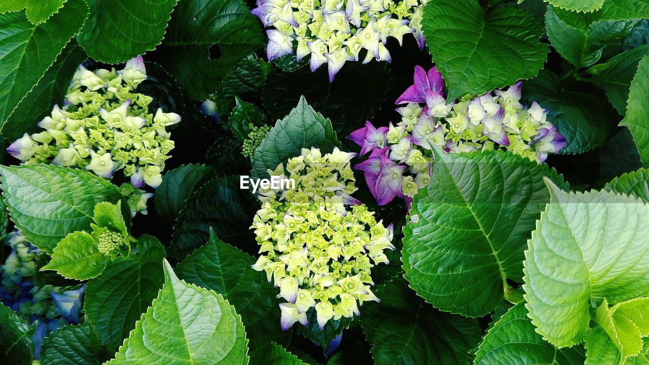 High angle view of purple and green flowers blooming in park