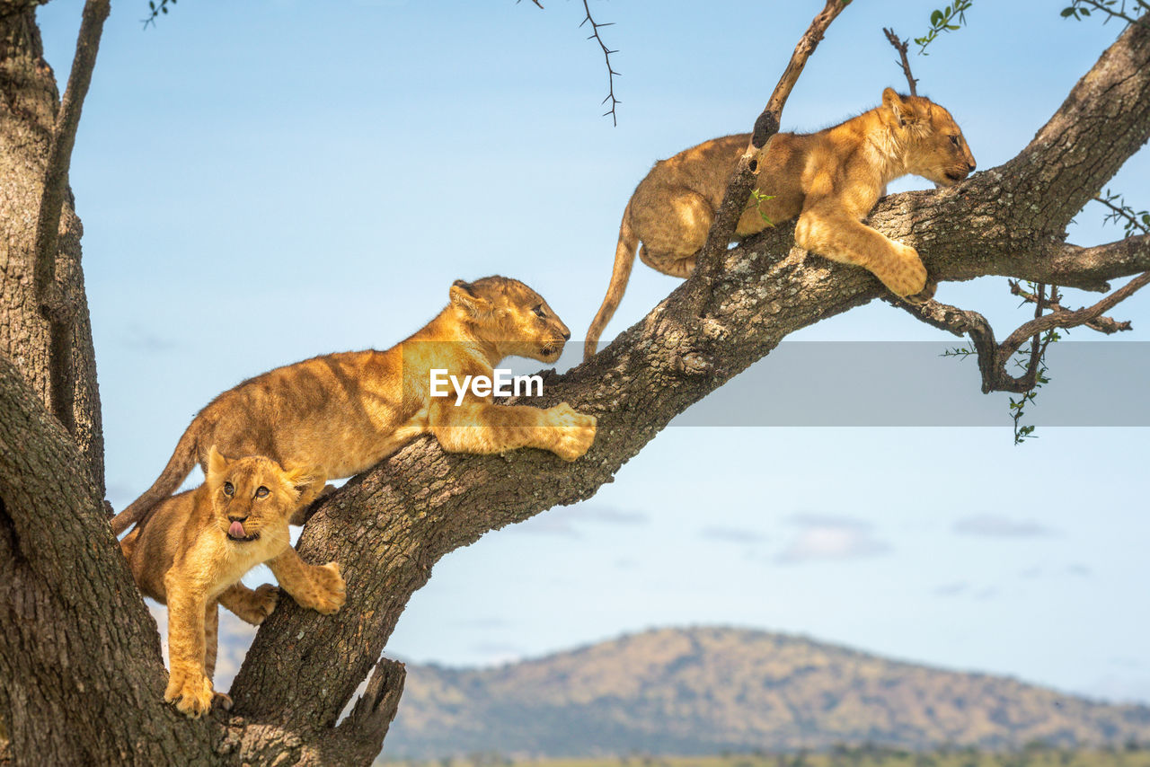 Three lion cubs climb along tree branch