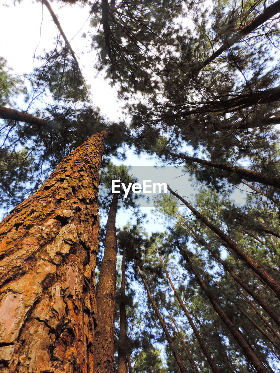 LOW ANGLE VIEW OF TREES IN FOREST