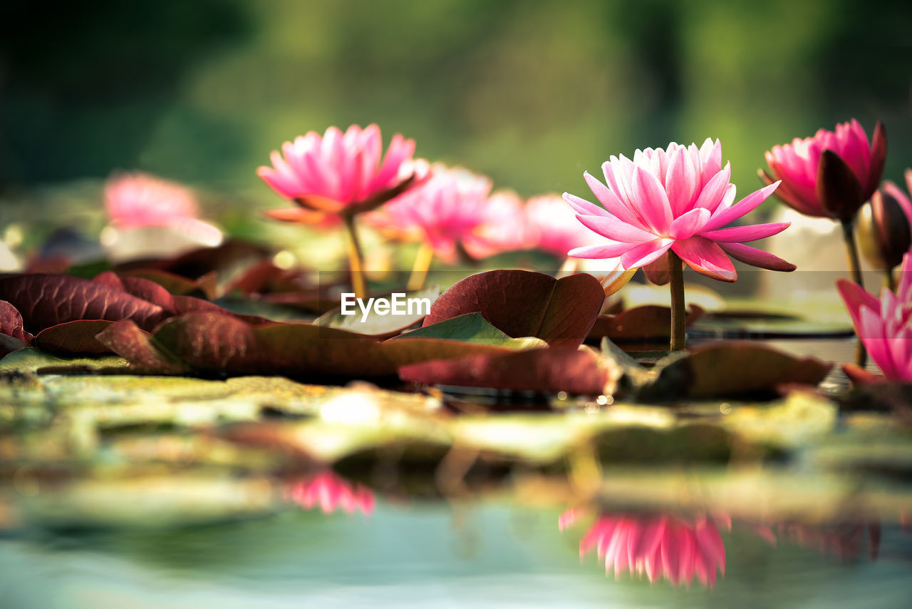 Pink lotus water lily in lake