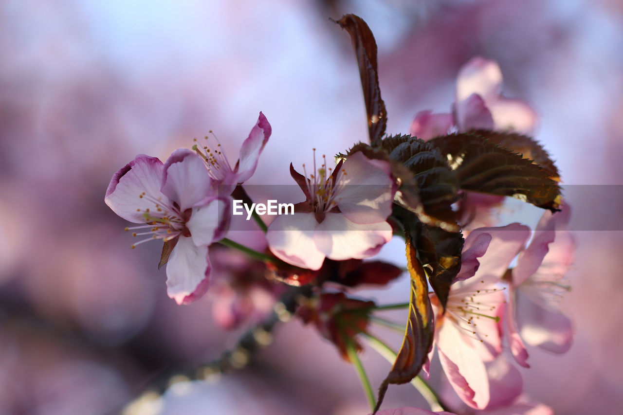 Close-up of cherry blossom on tree