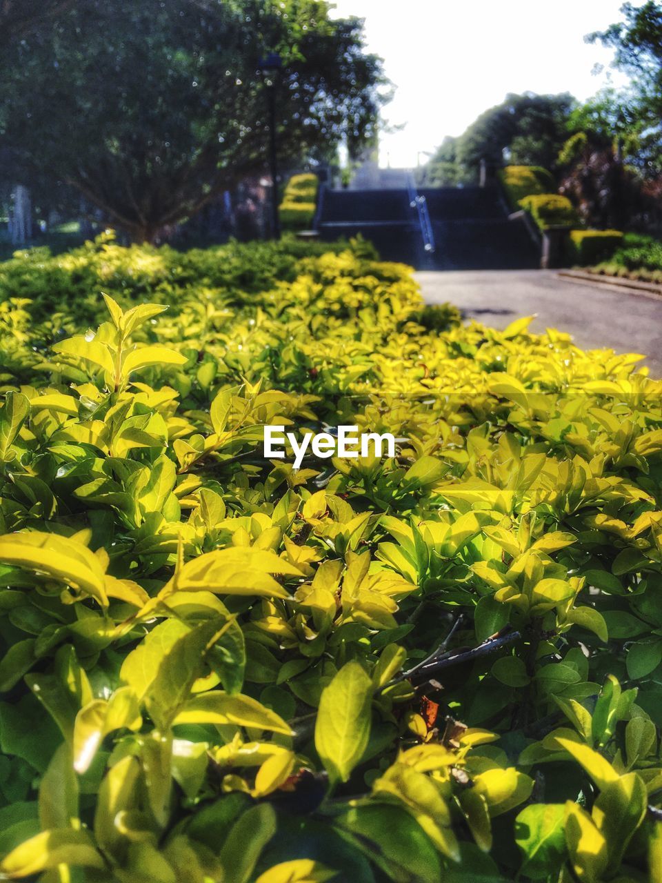 Plants by street at sunny day