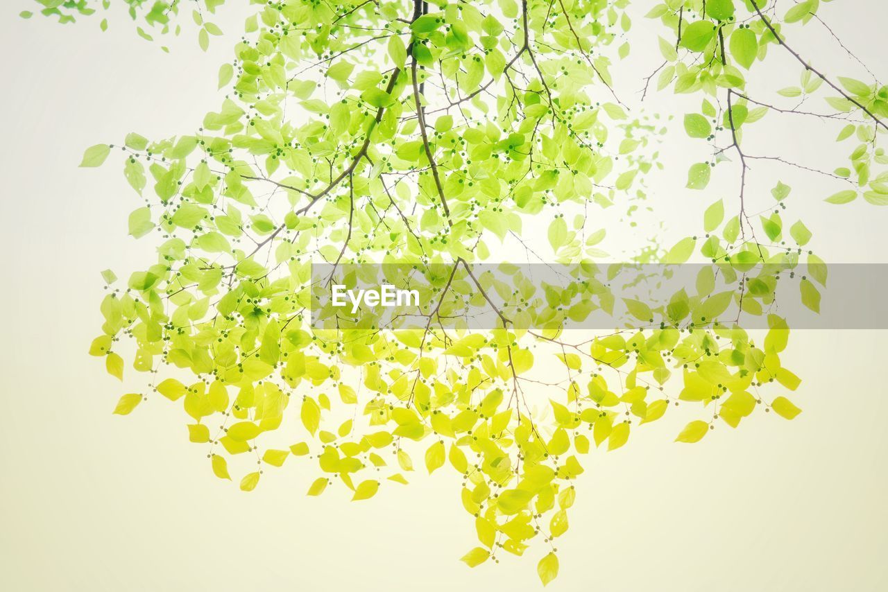 CLOSE-UP OF BERRIES ON WHITE BACKGROUND