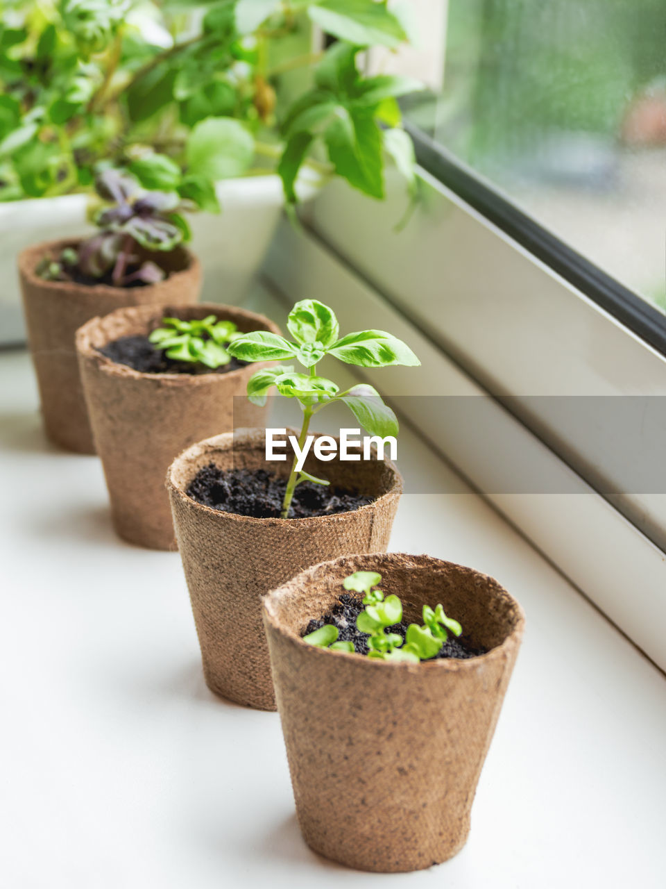 Basil seedlings in biodegradable pots on window sill. green plants in peat pots. gardening at home. 