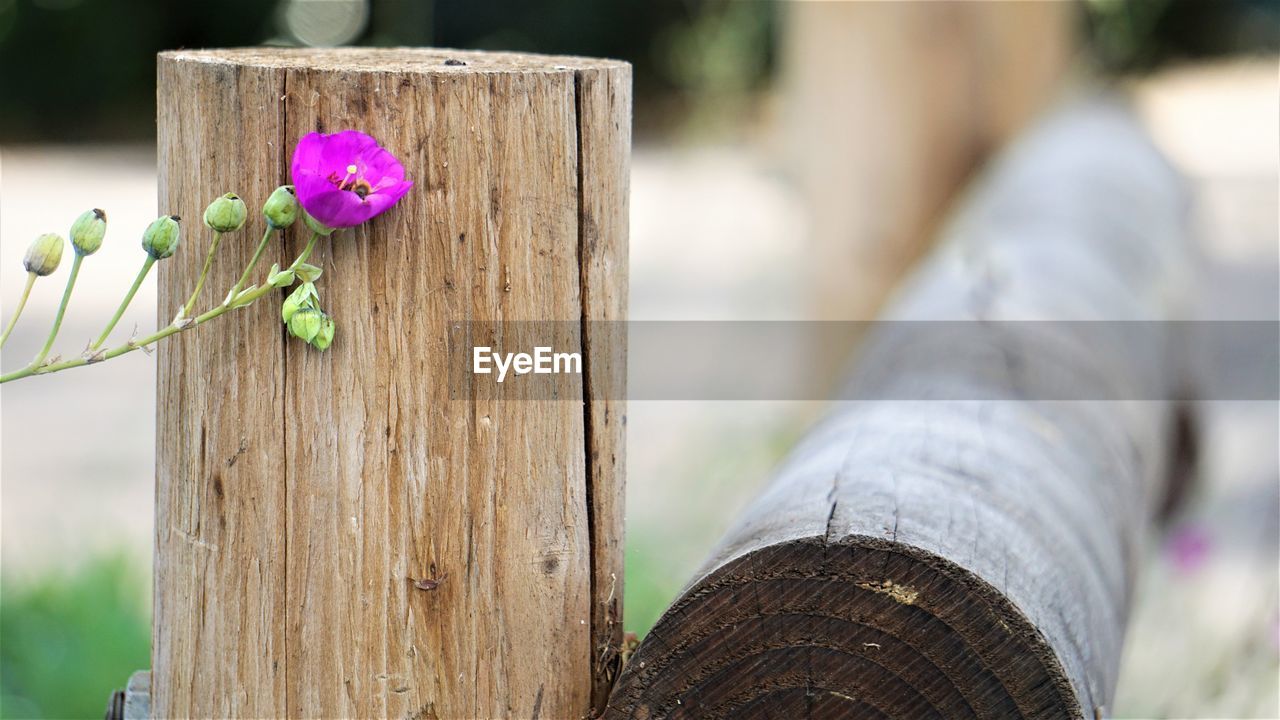 CLOSE-UP OF PURPLE FLOWERS ON WOODEN POSTS