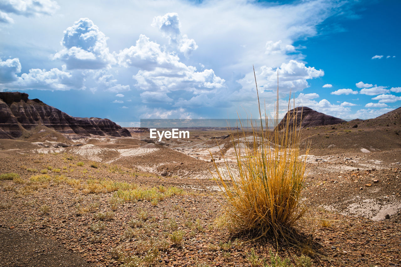 Scenic view of landscape against sky at petrified forest national park