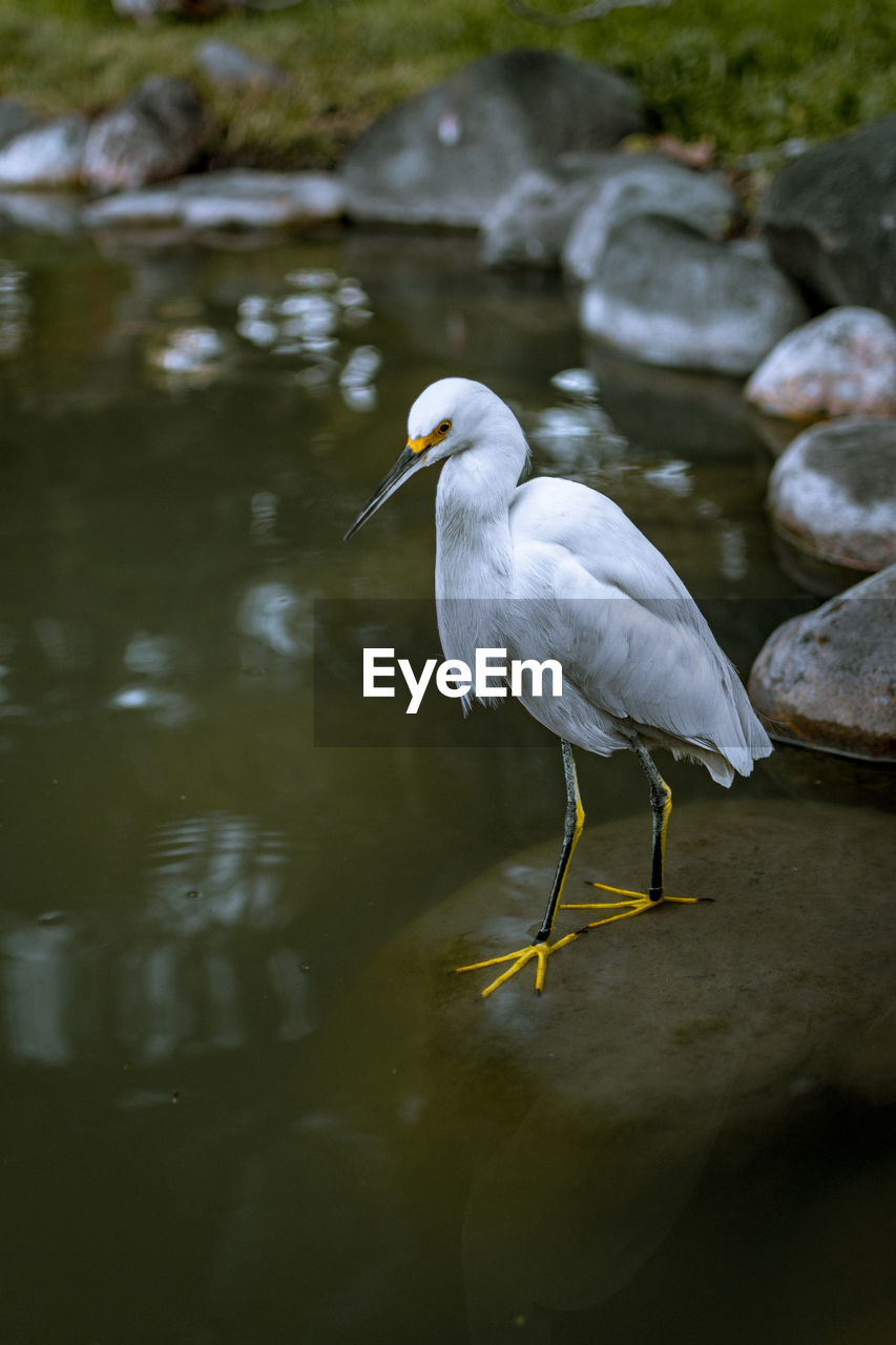 BIRD PERCHING ON LAKE