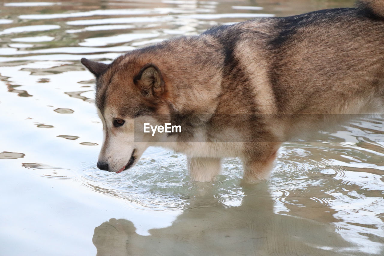 View of dog drinking water