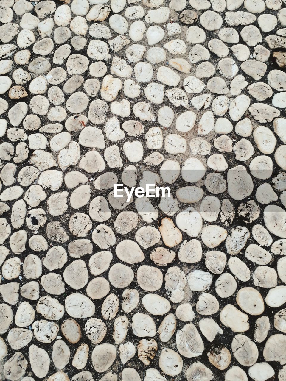 FULL FRAME SHOT OF LOG