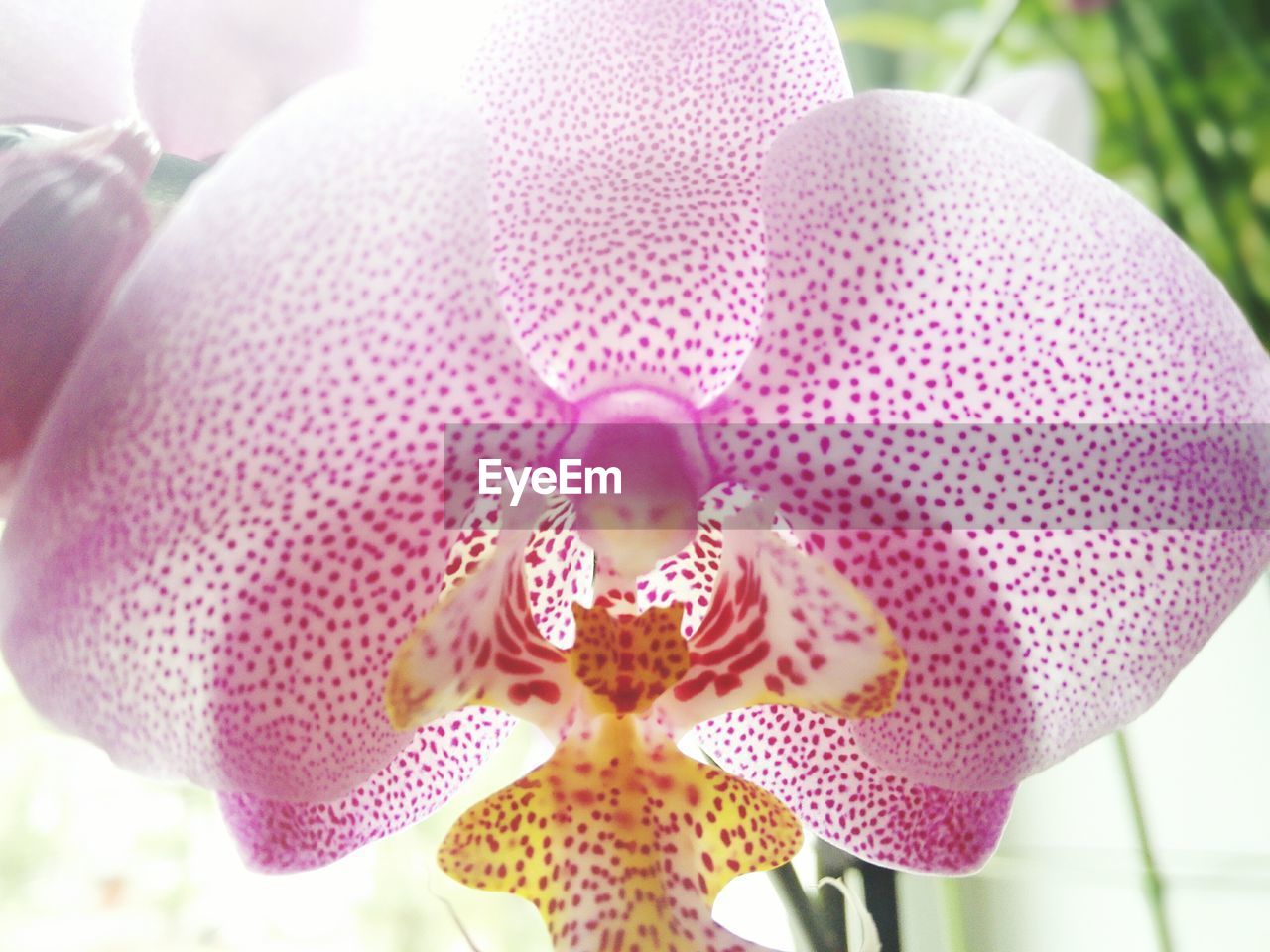 Close-up of pink orchid blooming outdoors