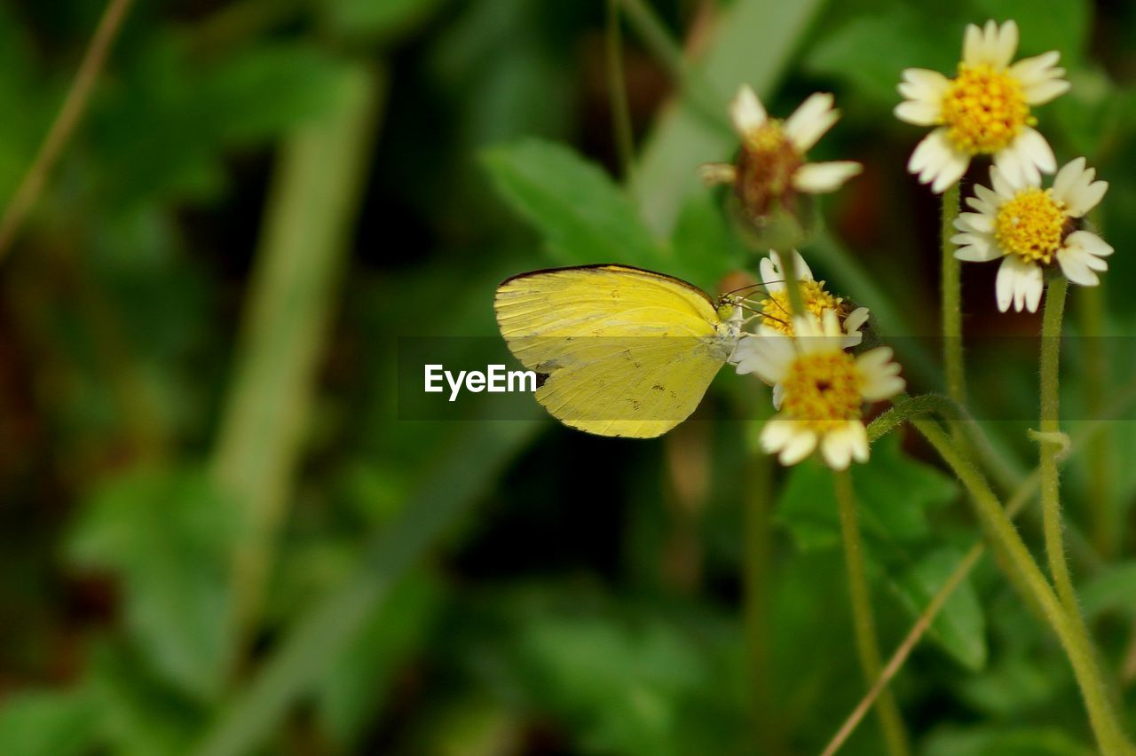 CLOSE-UP OF BUTTERFLY POLLINATING YELLOW FLOWERS