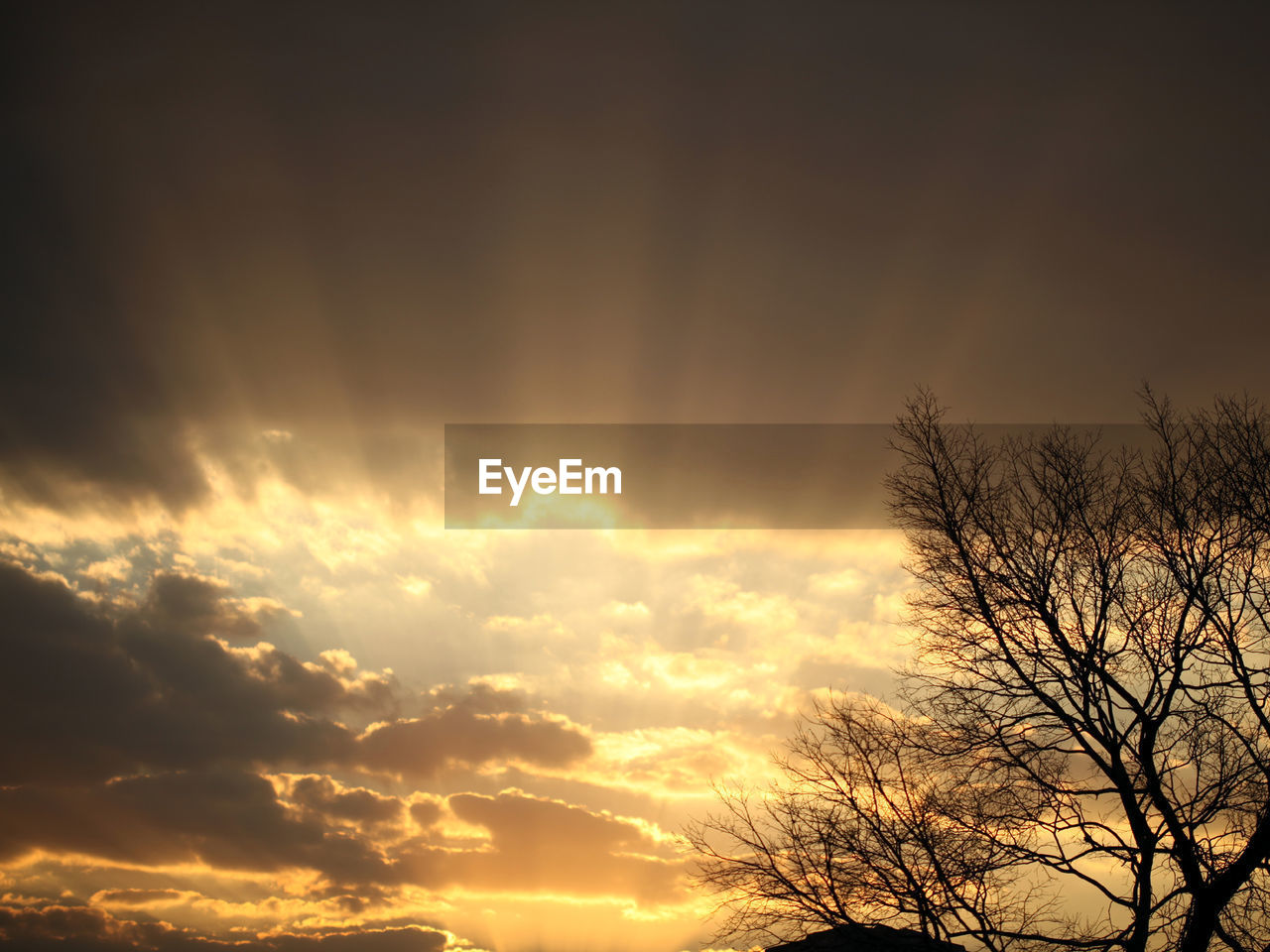 LOW ANGLE VIEW OF SILHOUETTE BARE TREES AGAINST SKY