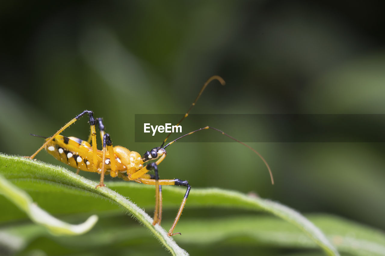 Close-up of assassin bug on plant