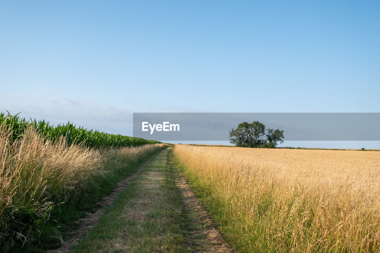 landscape, sky, plant, land, field, environment, nature, rural scene, horizon, grass, agriculture, prairie, grassland, tranquility, beauty in nature, scenics - nature, cereal plant, rural area, crop, growth, blue, the way forward, no people, footpath, tranquil scene, clear sky, road, cloud, day, outdoors, dirt road, meadow, diminishing perspective, plain, horizon over land, hill, natural environment, farm, non-urban scene, summer, soil, idyllic, barley, corn, dirt, tree, food, sunlight, copy space, sunny, steppe, vanishing point, urban skyline, food and drink