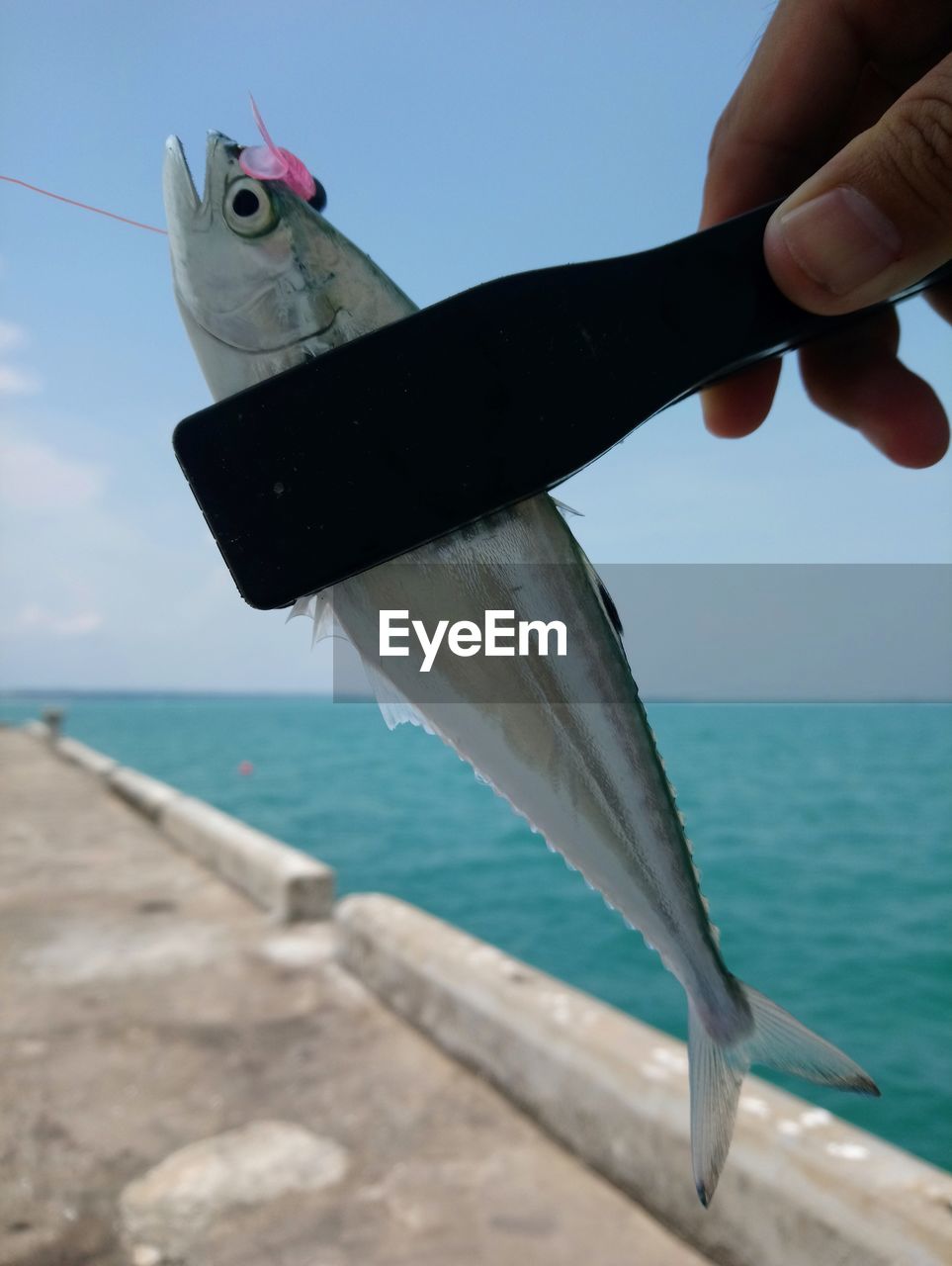 PERSON HAND HOLDING FISH AT SEA