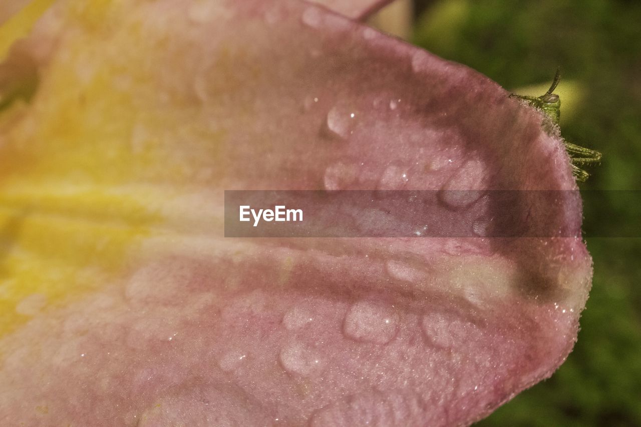 CLOSE-UP OF WATER DROPS ON FLOWERS