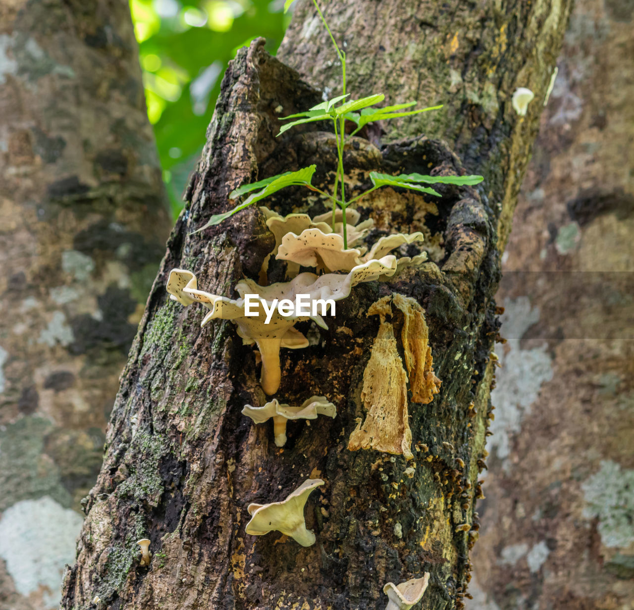 CLOSE-UP OF MUSHROOM GROWING IN TREE TRUNK