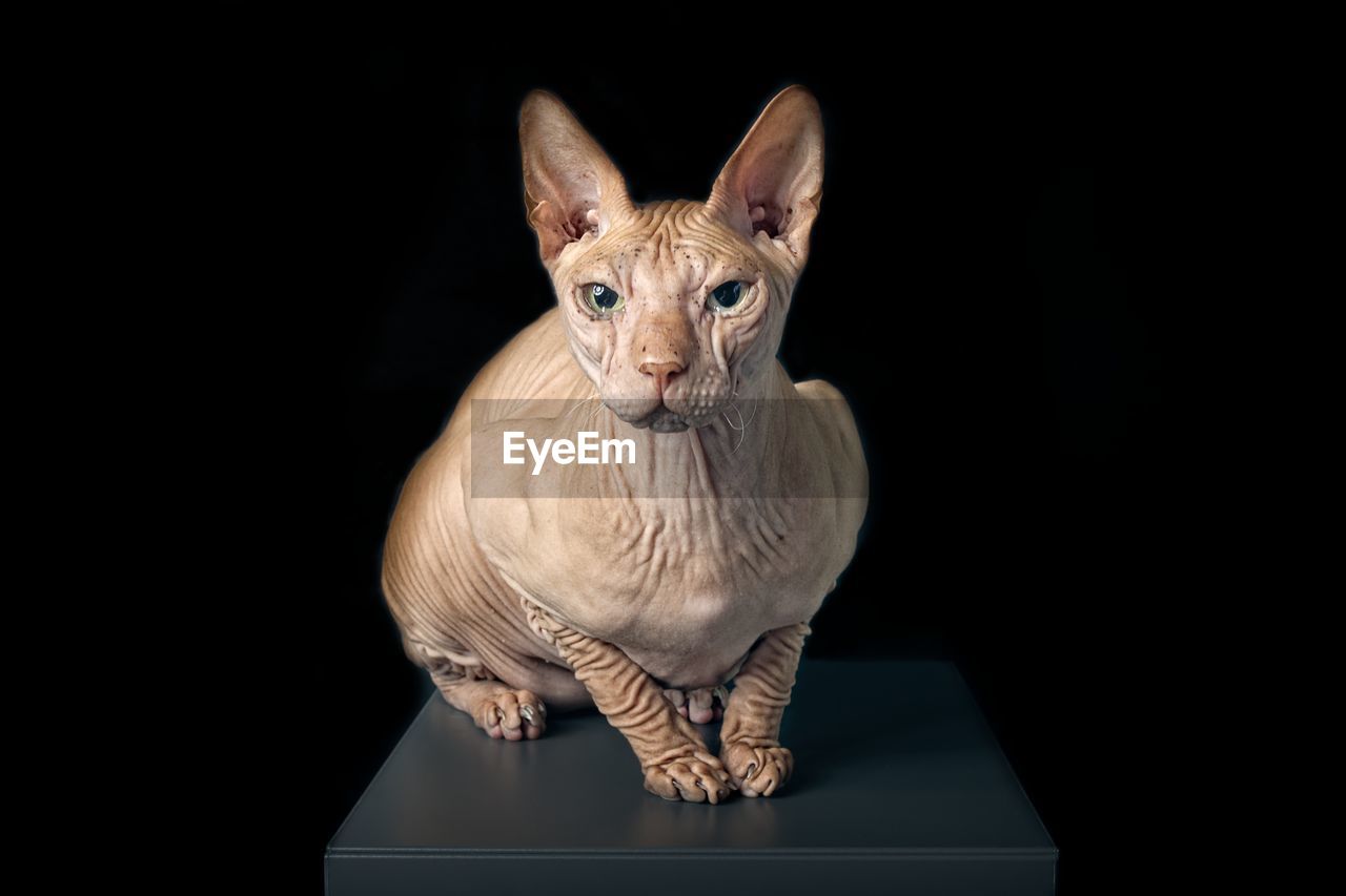 Portrait of cat against black background