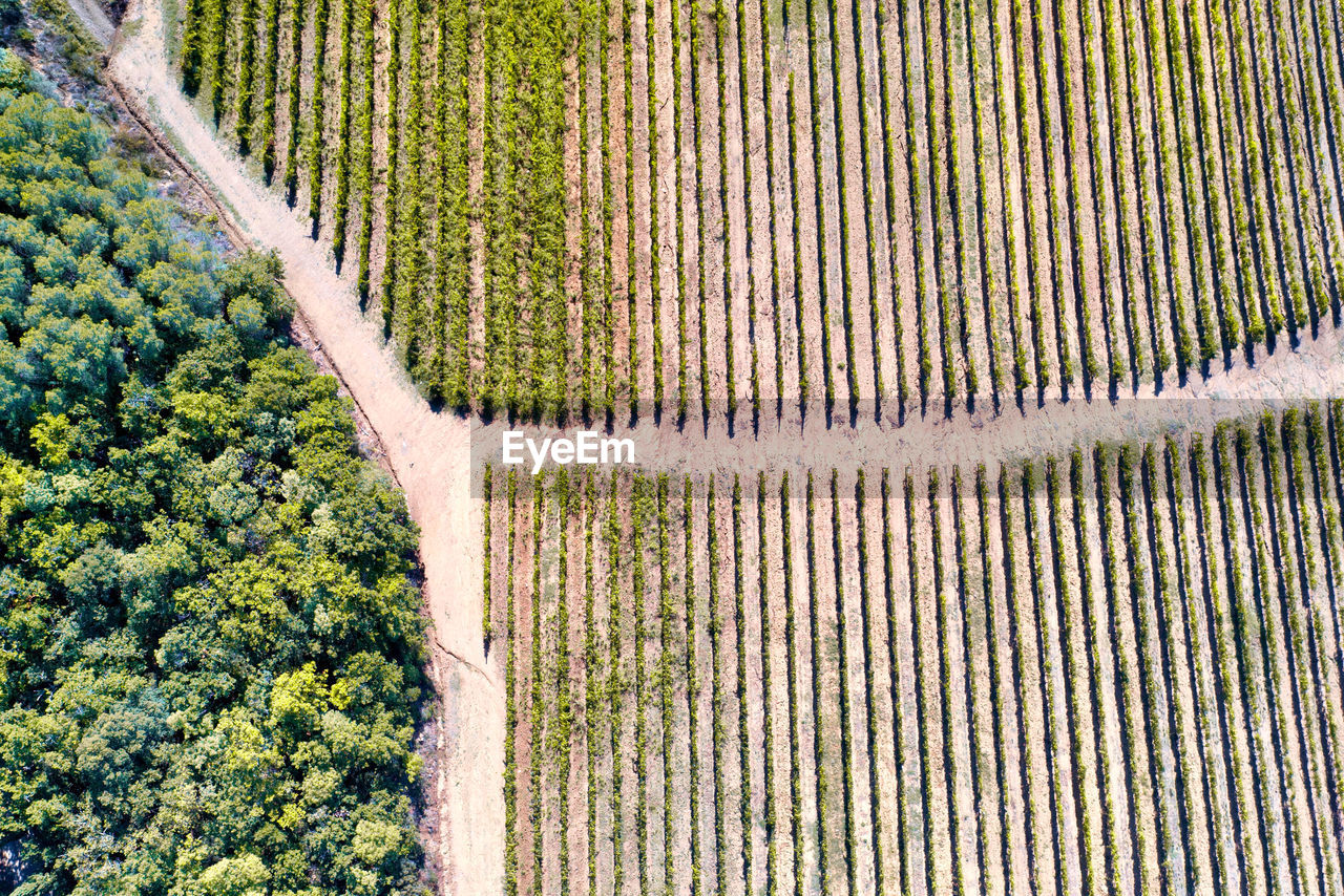  chianti region at beginning of autumn, vineyards