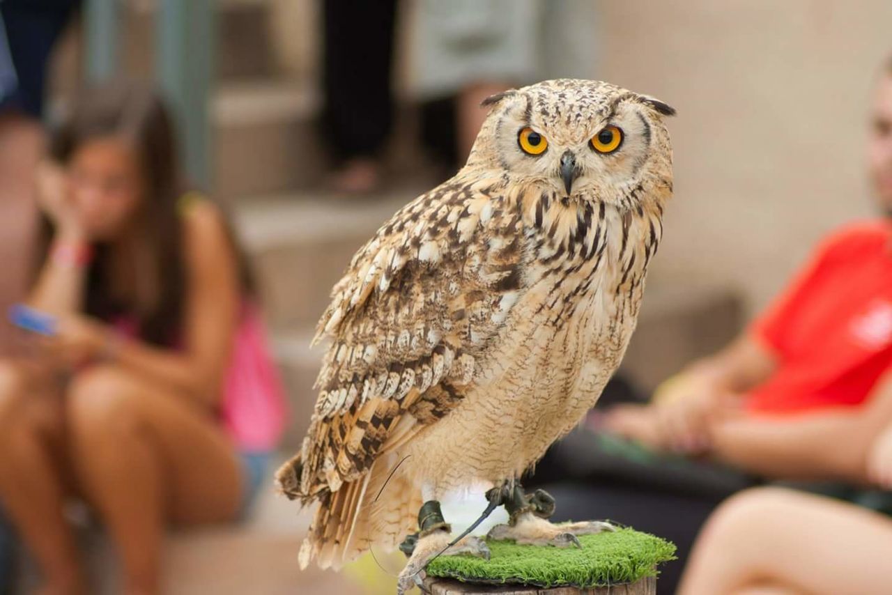 Close-up of falcon