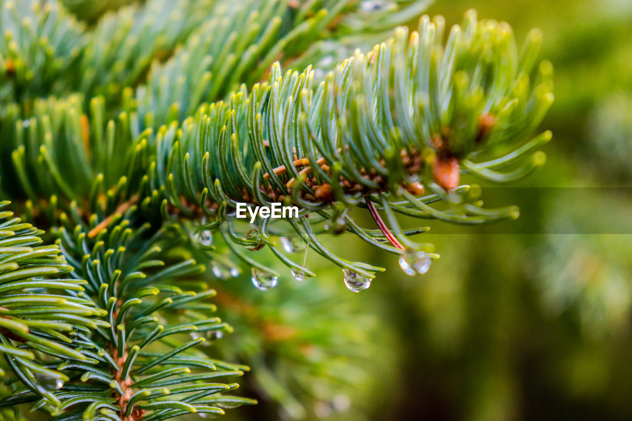 CLOSE-UP OF RAINDROPS ON PINE LEAVES