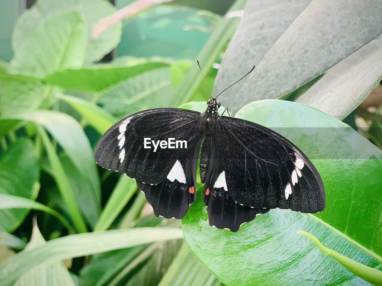 CLOSE-UP OF BUTTERFLY