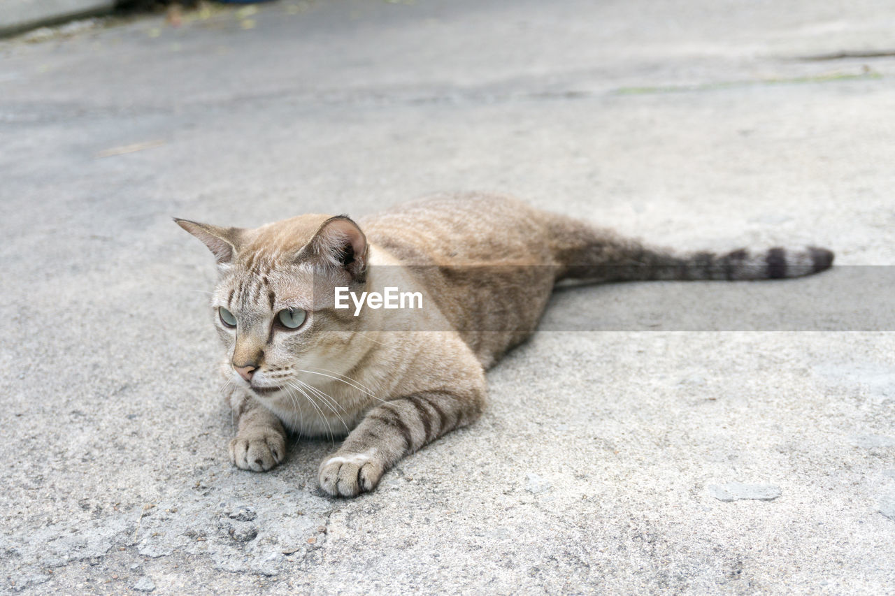 PORTRAIT OF A CAT ON ROAD