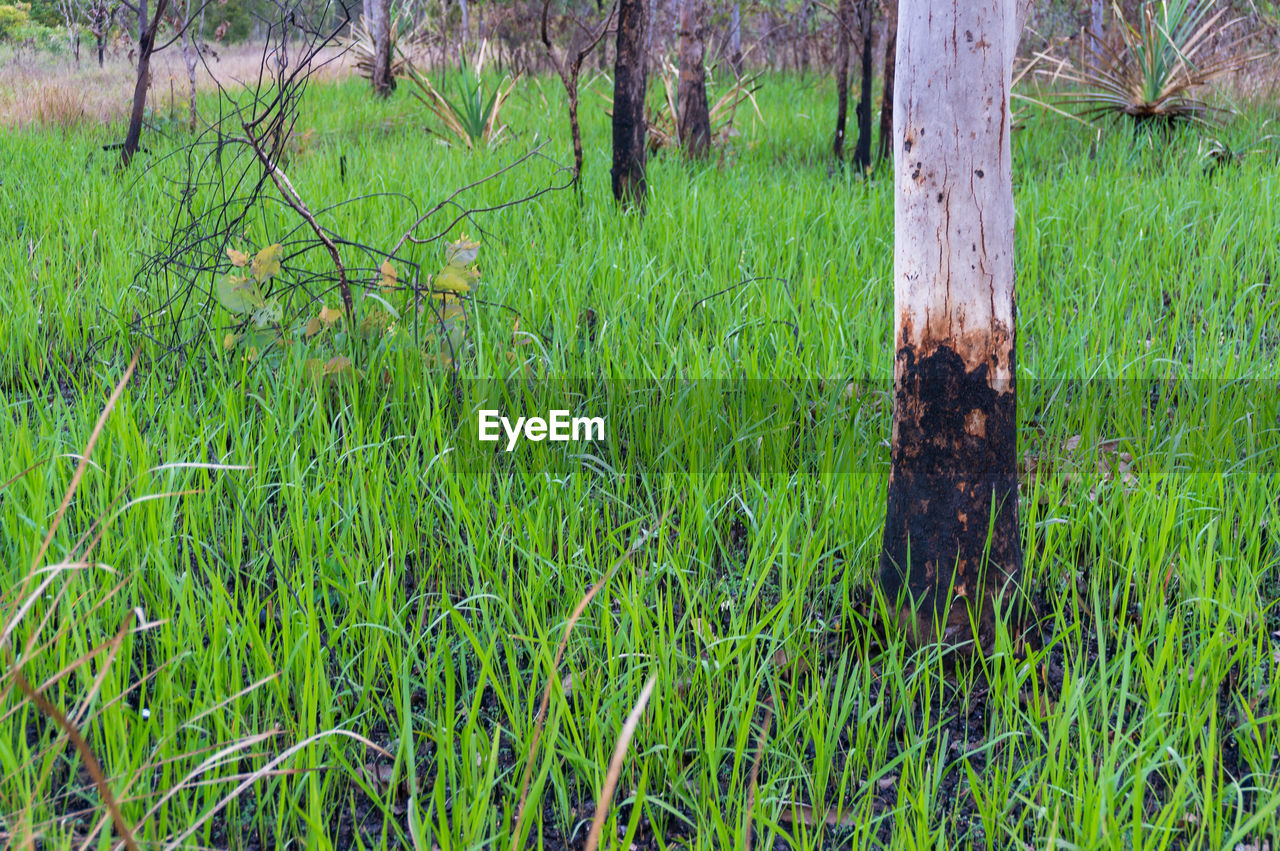 View of wooden post on field