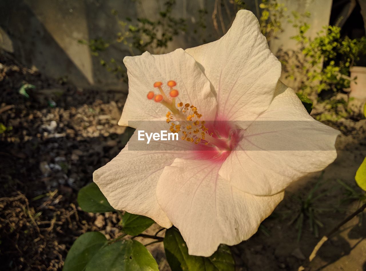 Close-up of hibiscus flower