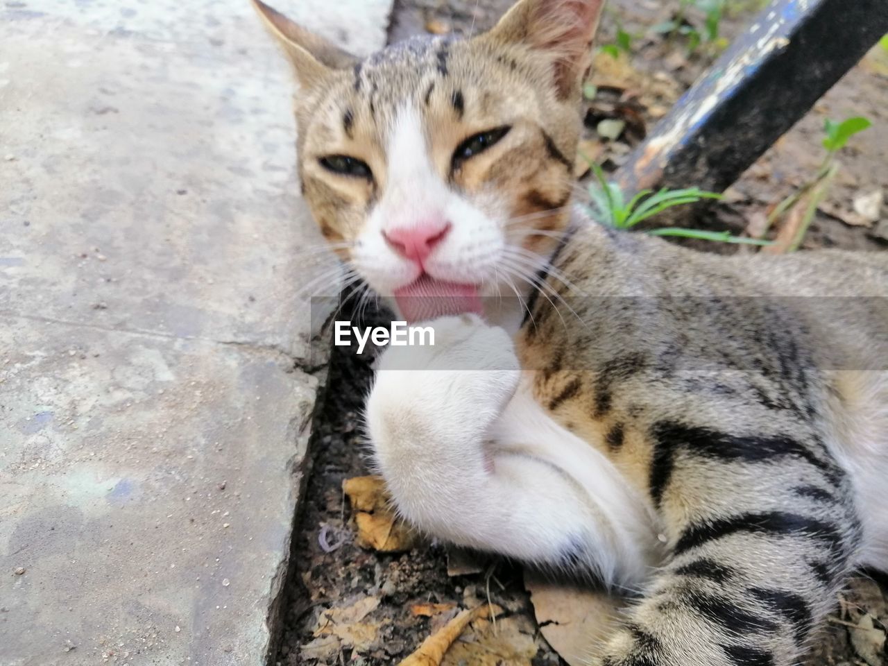 HIGH ANGLE VIEW OF CAT RELAXING