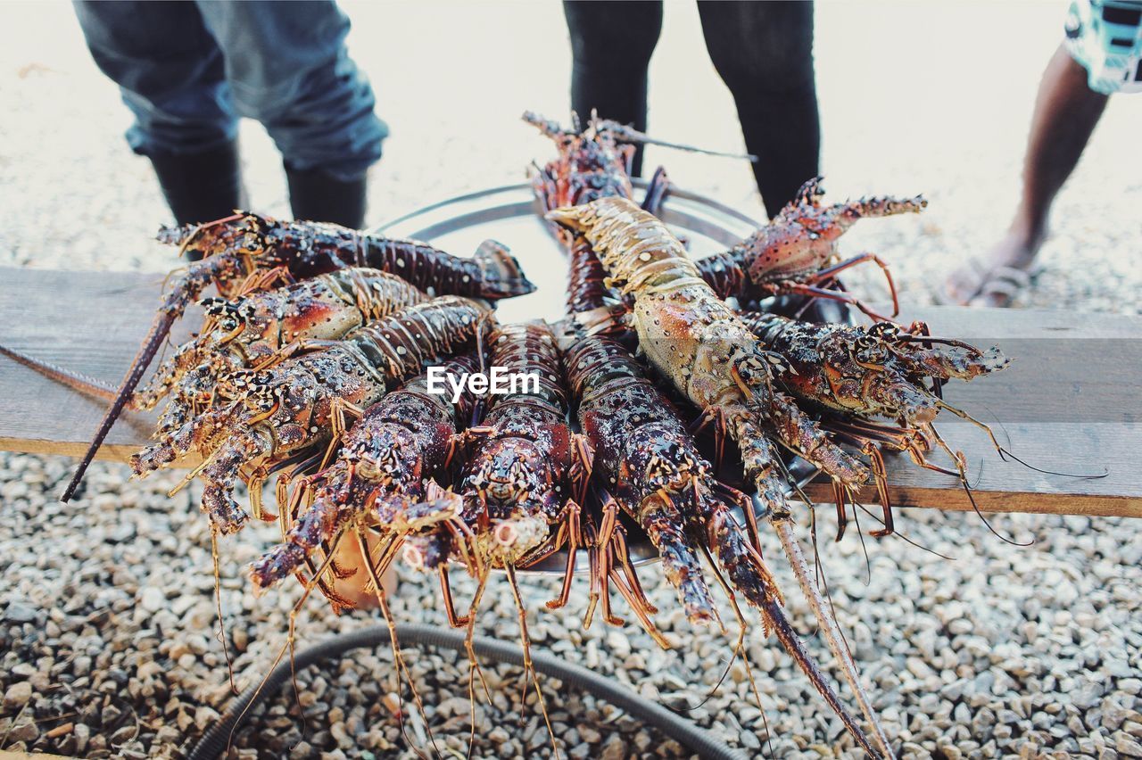 People with lobsters on wooden table standing at beach