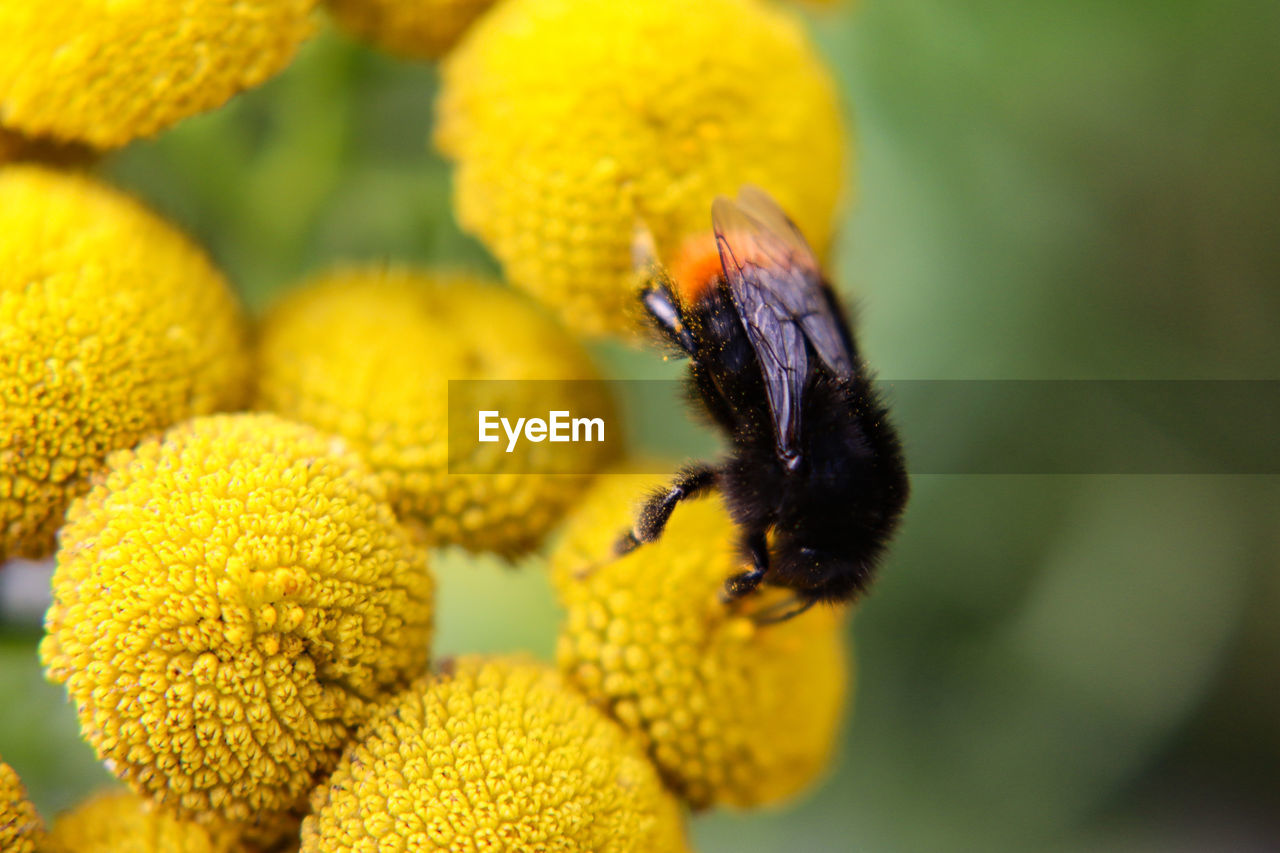 Close-up of insect on yellow flower bumblebee