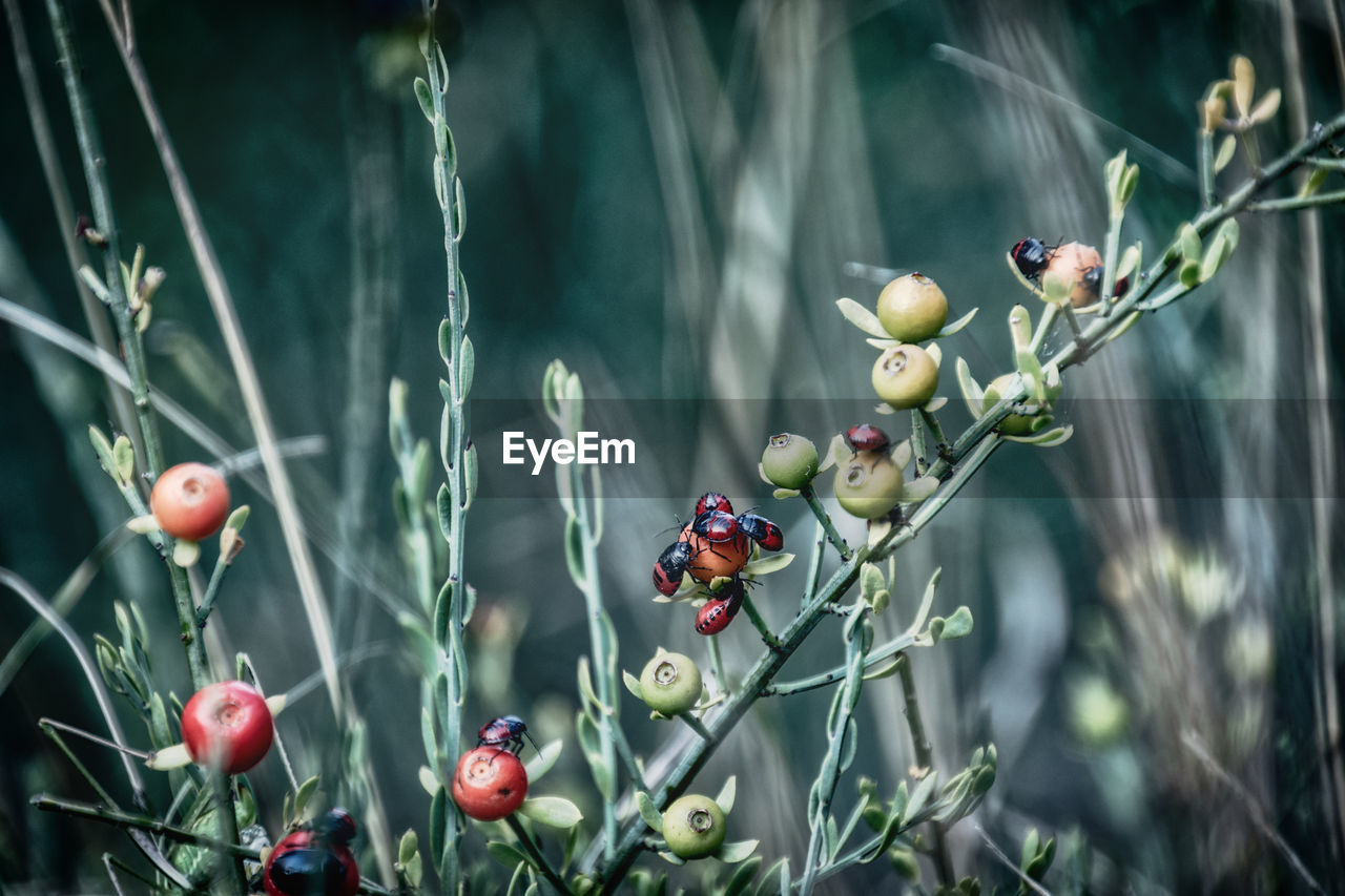 Close-up of beatles on plant