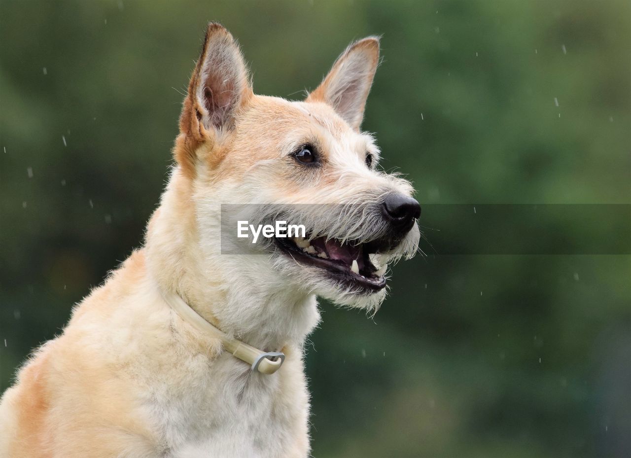 Close-up of dog outdoors