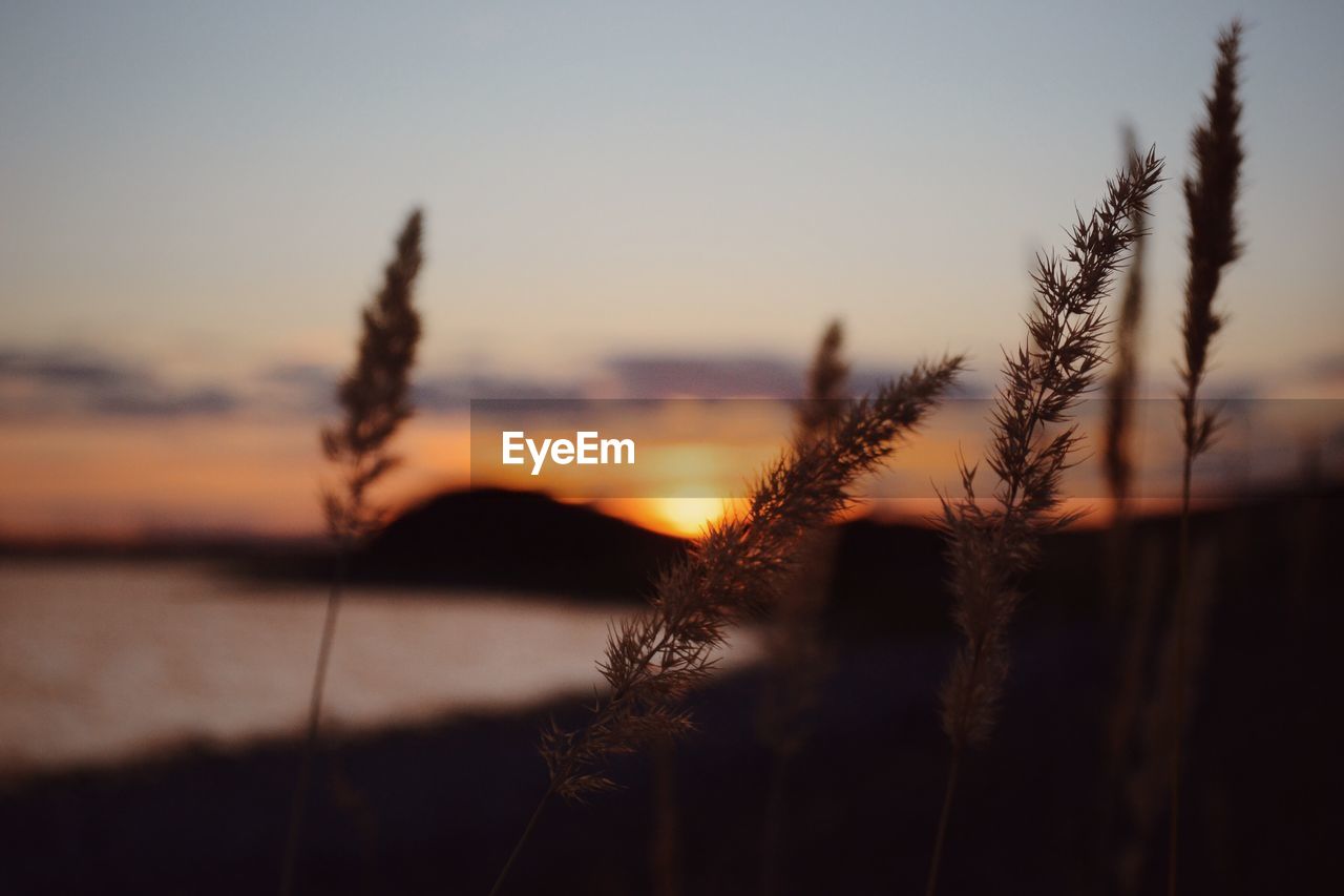 Close-up of grass by lake against sky during sunset