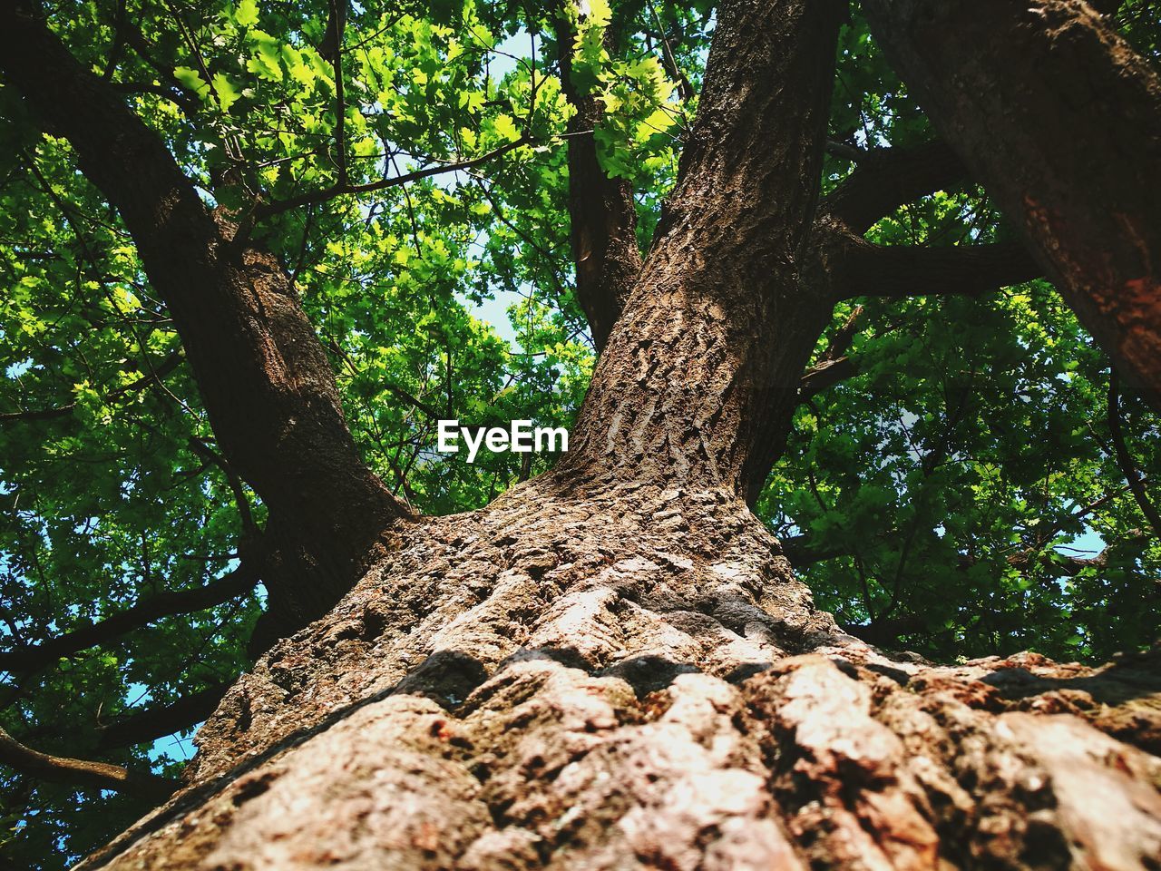 Low angle view of trees in forest