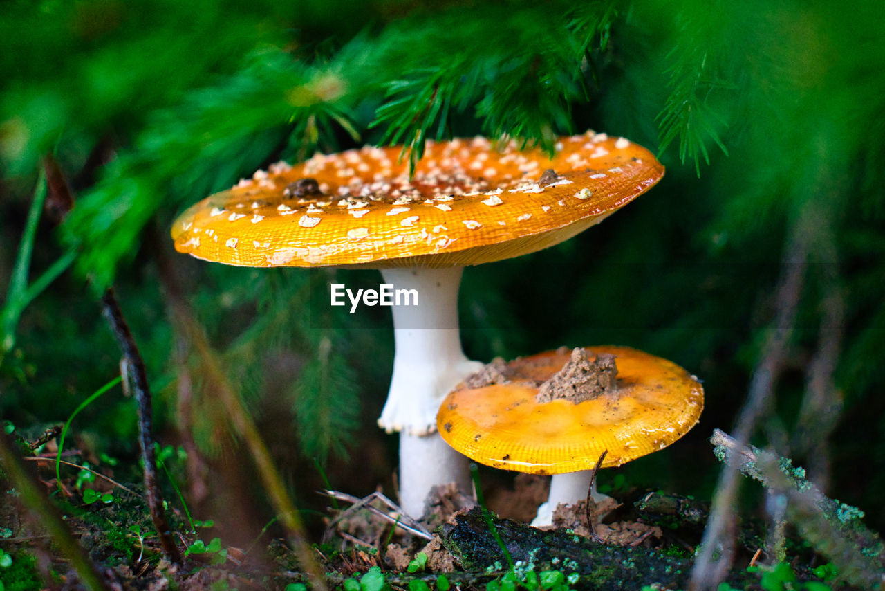 A pair of fly amanita mushrooms under a pine tree