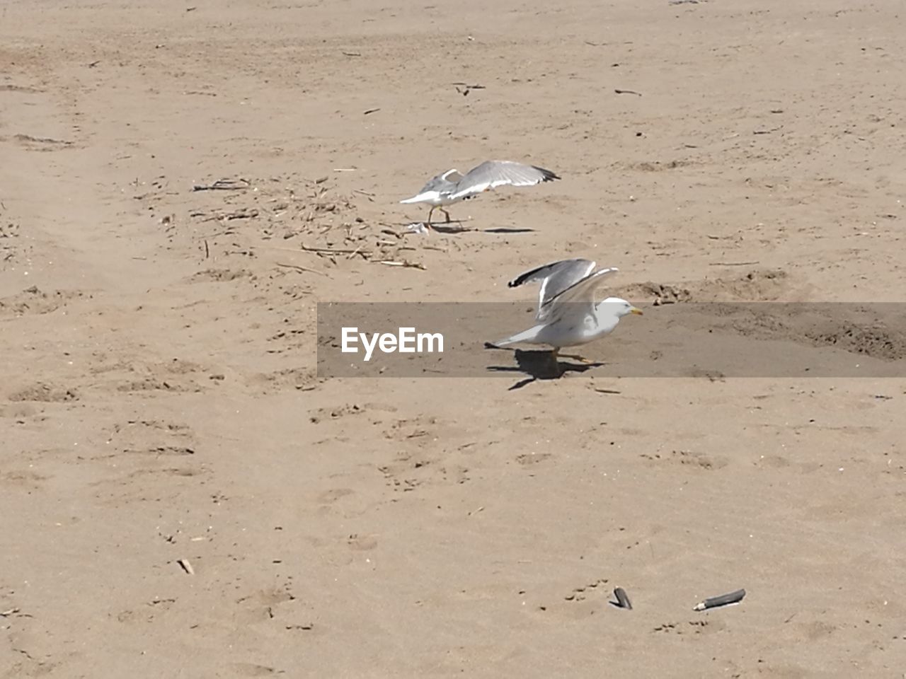 SEAGULLS FLYING AT BEACH