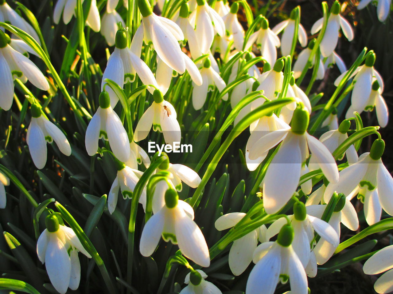 Close-up of white flowering plants