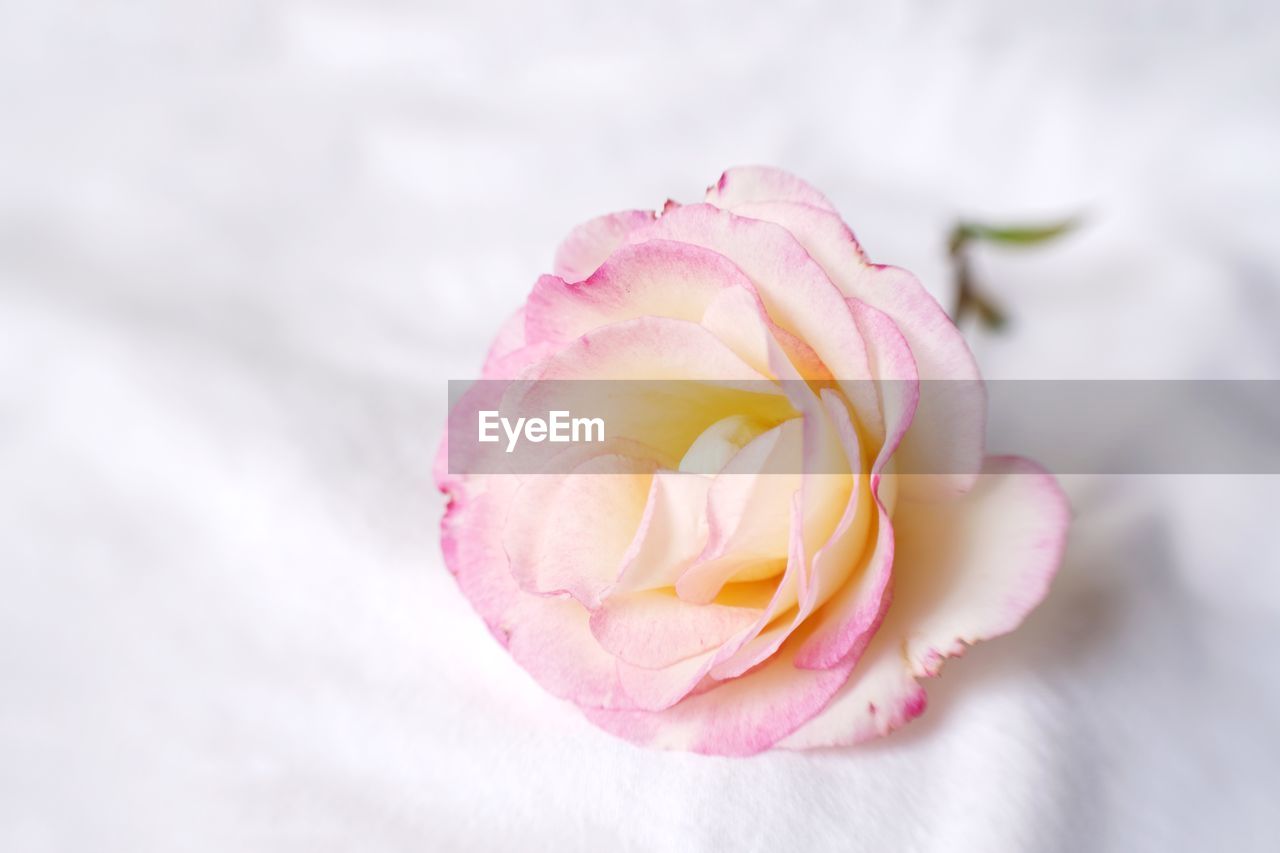 CLOSE-UP OF PINK ROSE AGAINST WHITE WALL