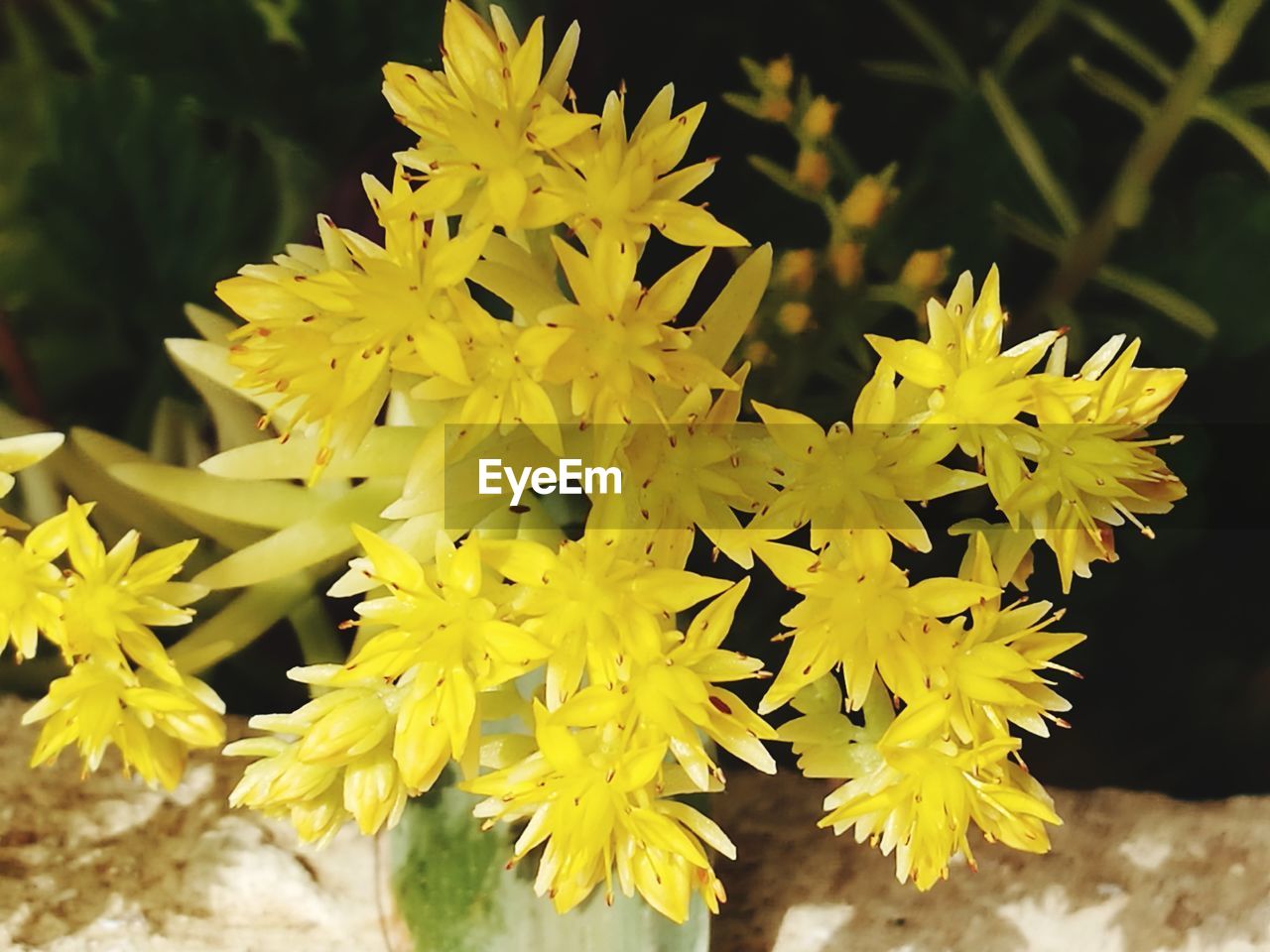 CLOSE-UP OF YELLOW FLOWERS