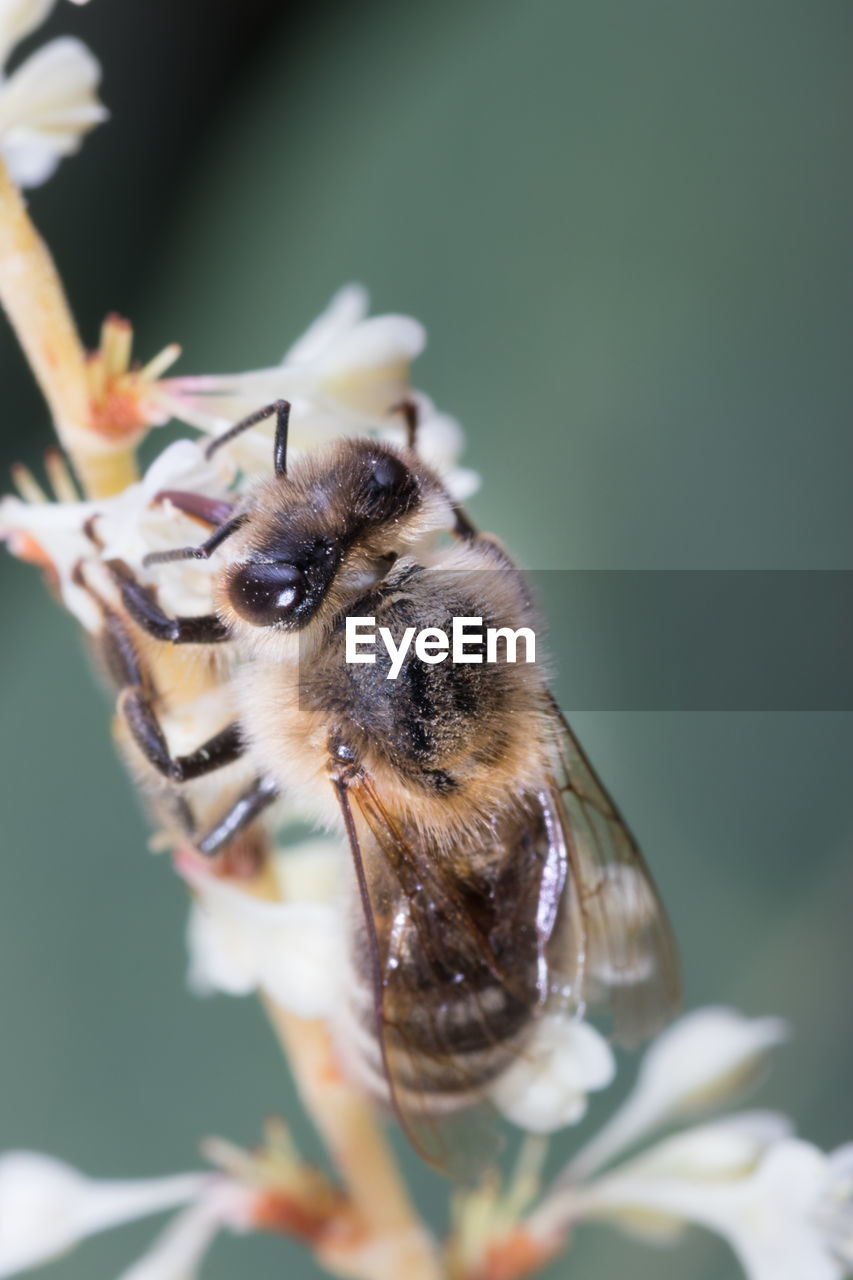 Close-up bee on a white flower