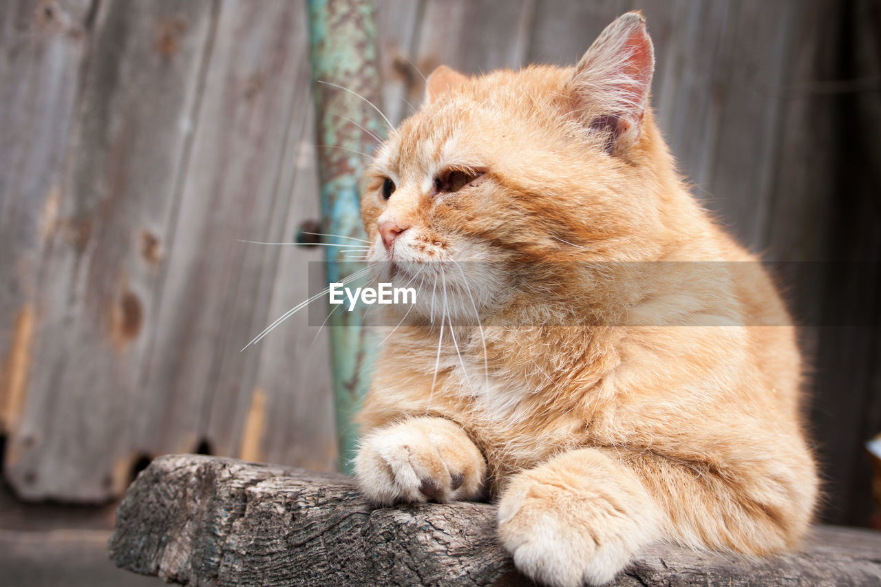 CAT LOOKING AWAY OUTDOORS